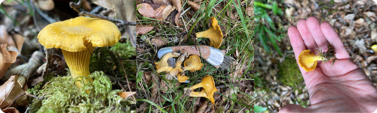 Fresh golden chanterelles found in mossy Irish woodland, the species ShroomCast forecasts.