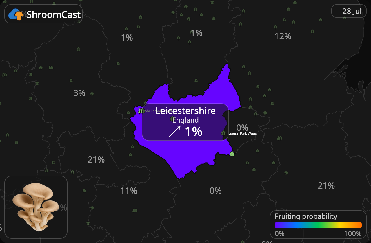 Almindelig østershat Leicestershire