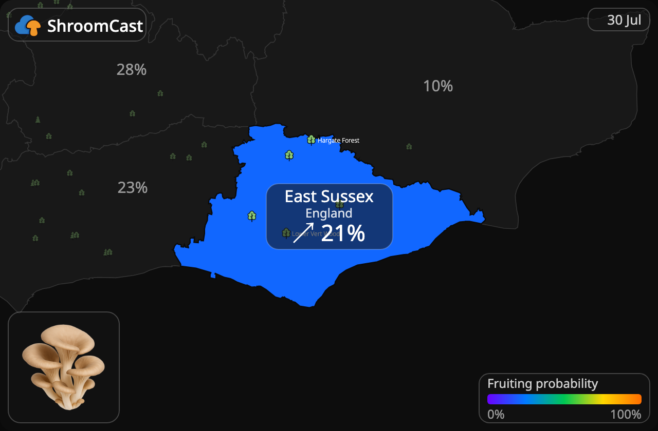 Østerssopp East Sussex