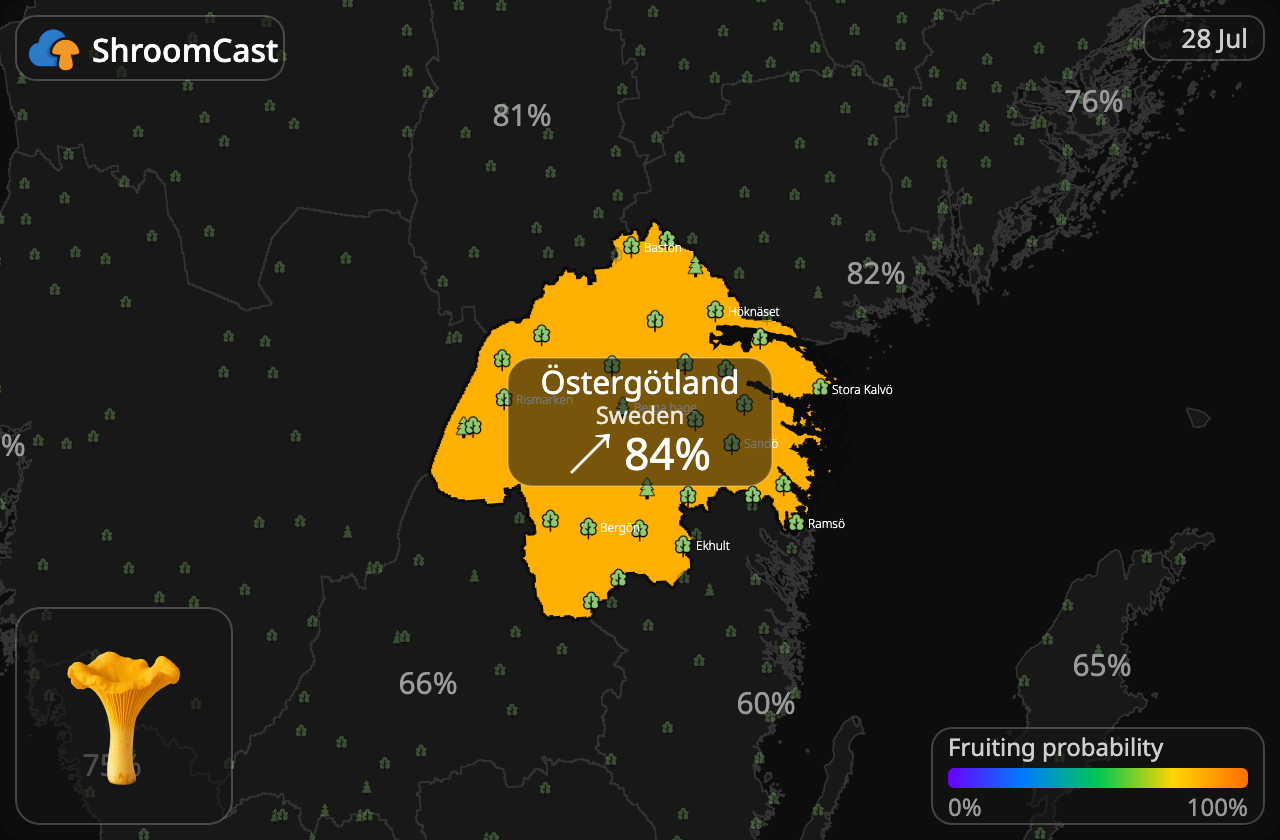 Kantarell Östergötland