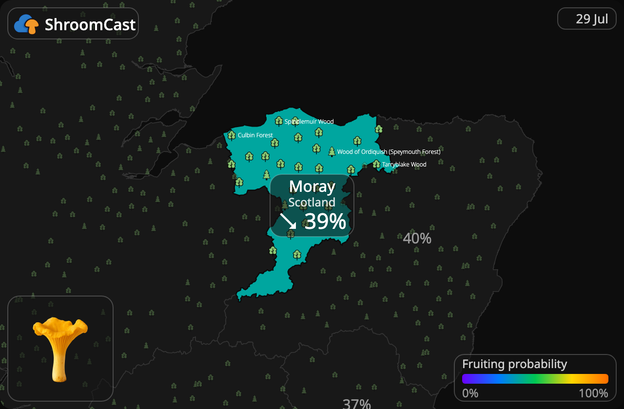 Лисичка звичайна Moray