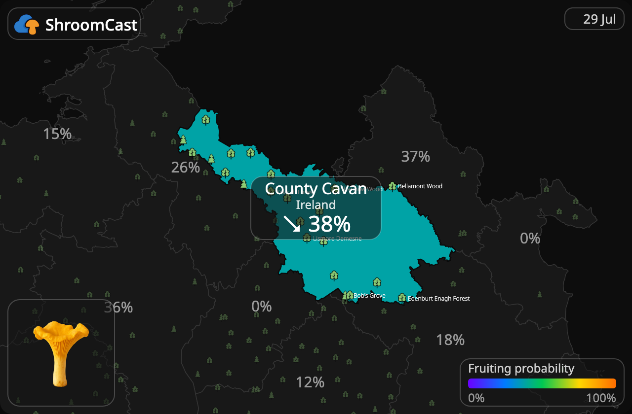 Chanterelle County Cavan