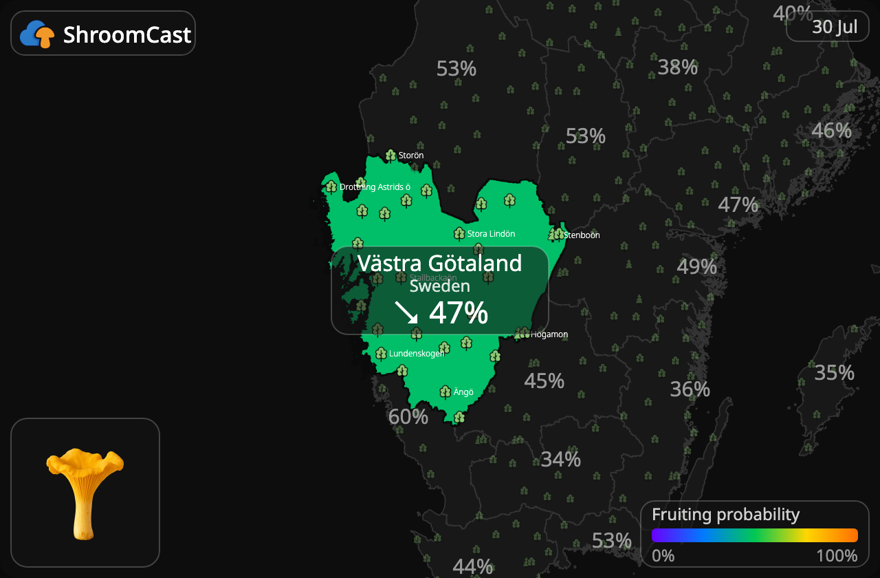 Cantharel Västra Götaland