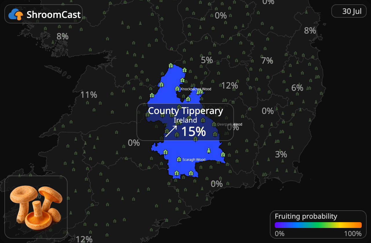 Velsmagende mælkehat County Tipperary
