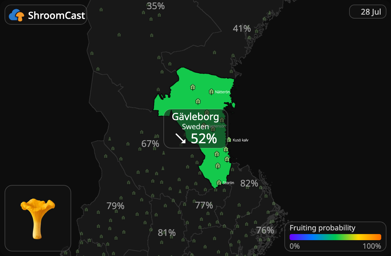 Kantarell Gävleborg