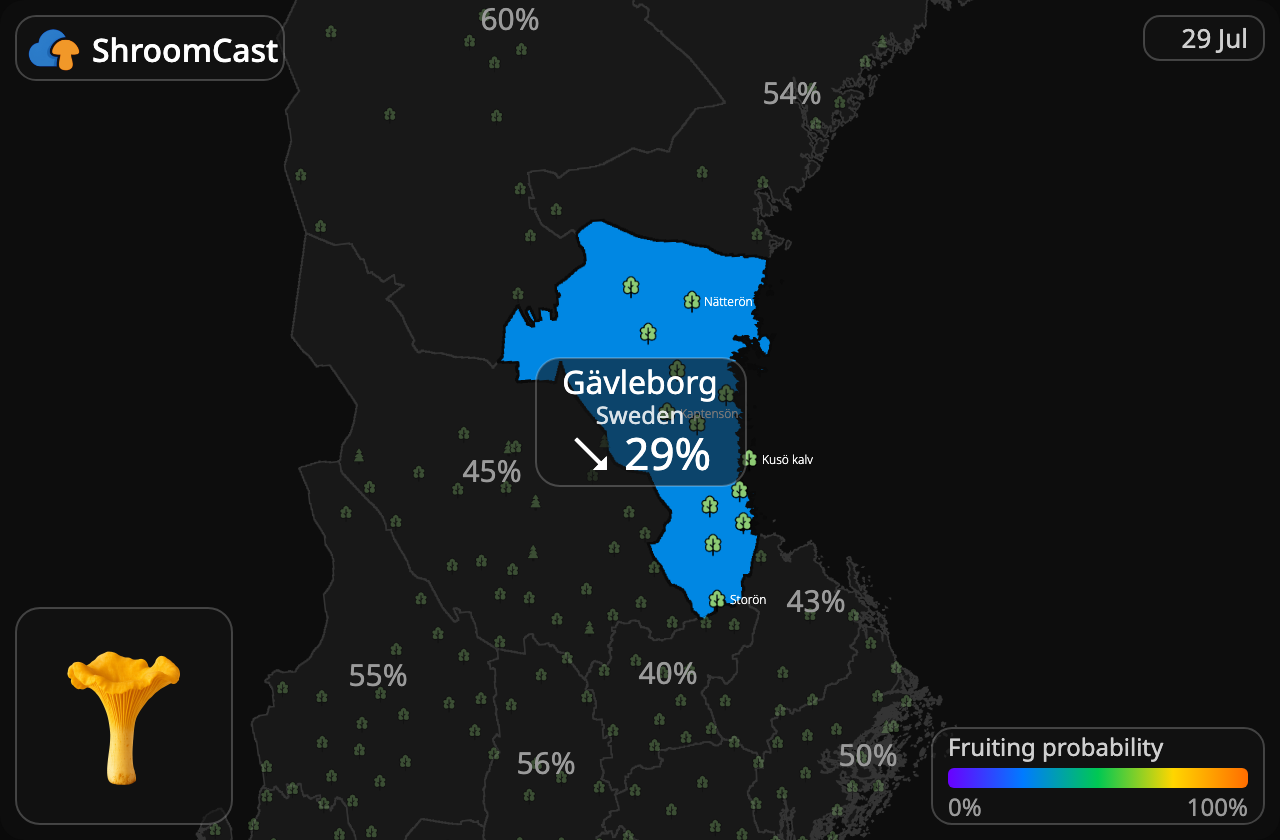 Cantharel Gävleborg