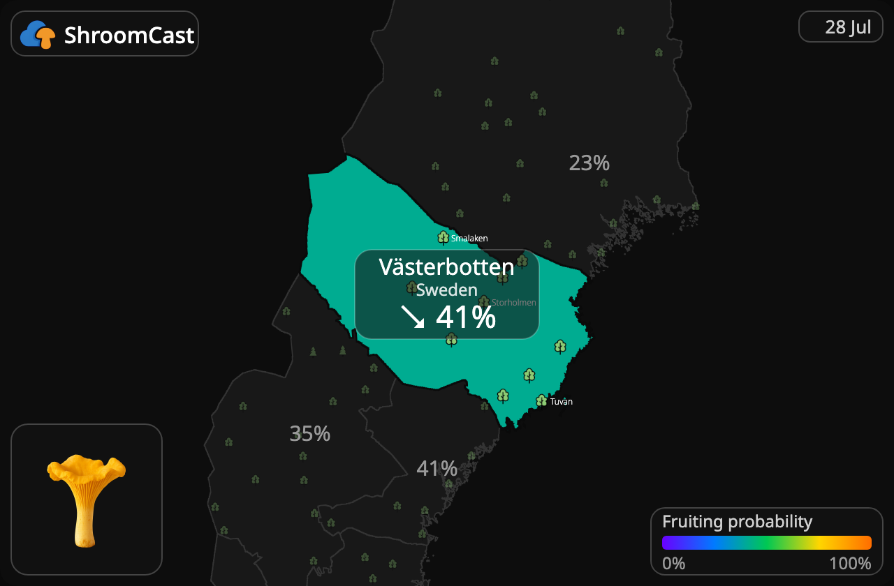 Kantarelli Västerbotten