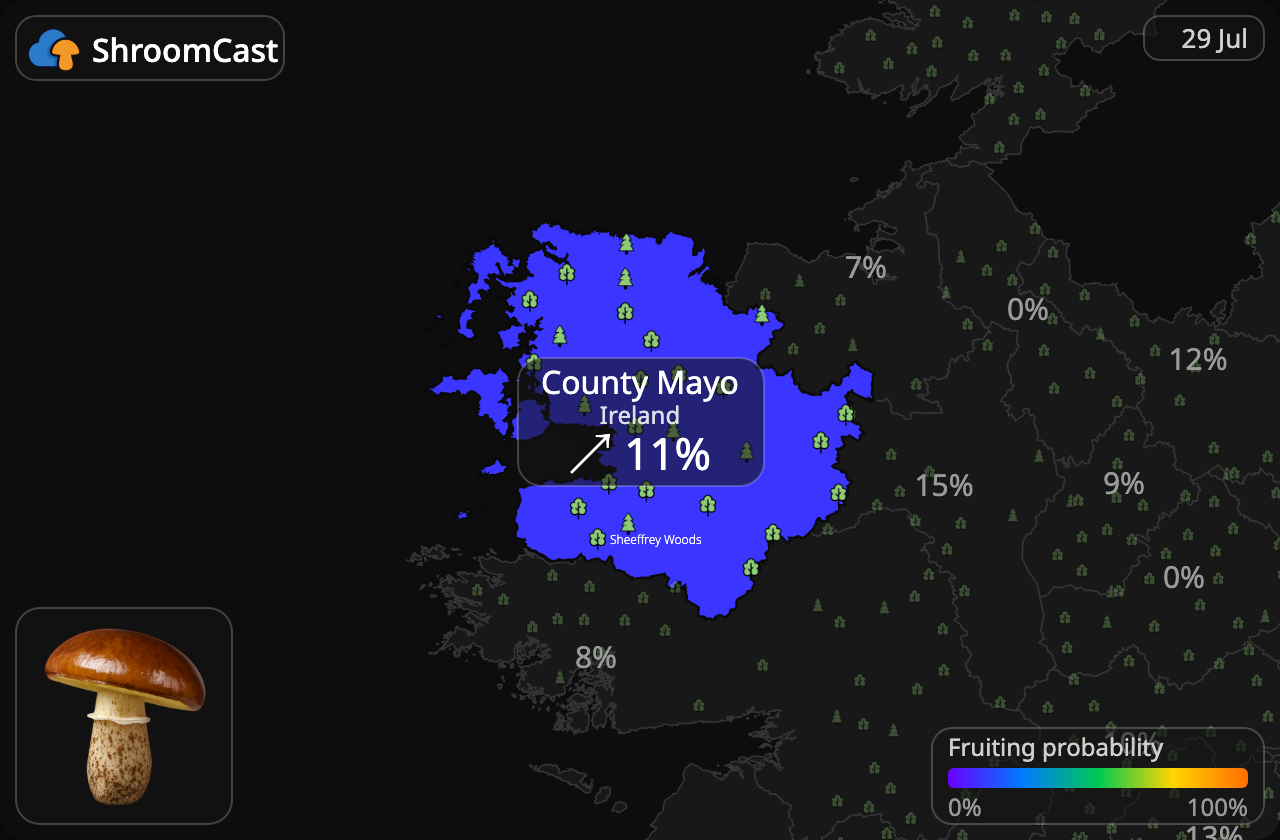 Маслюк звичайний County Mayo
