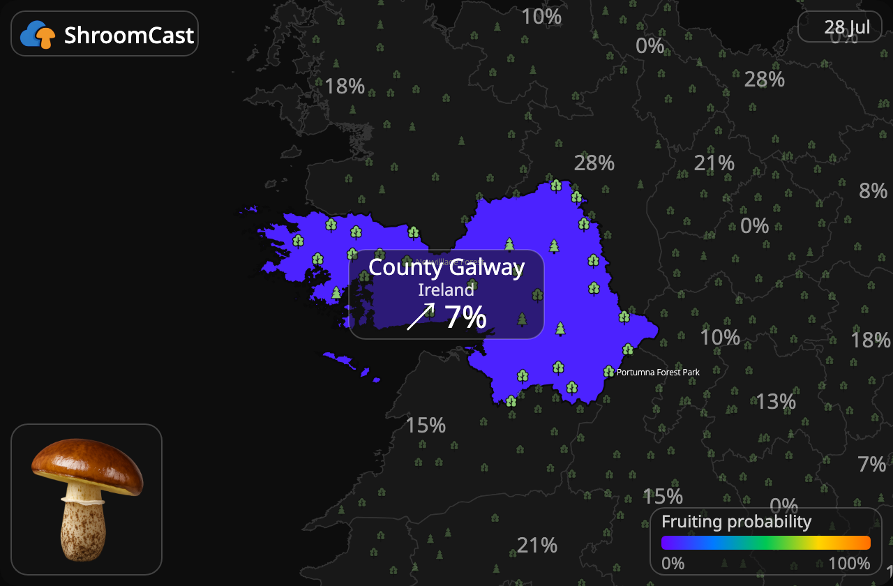 Bruine ringboleet County Galway