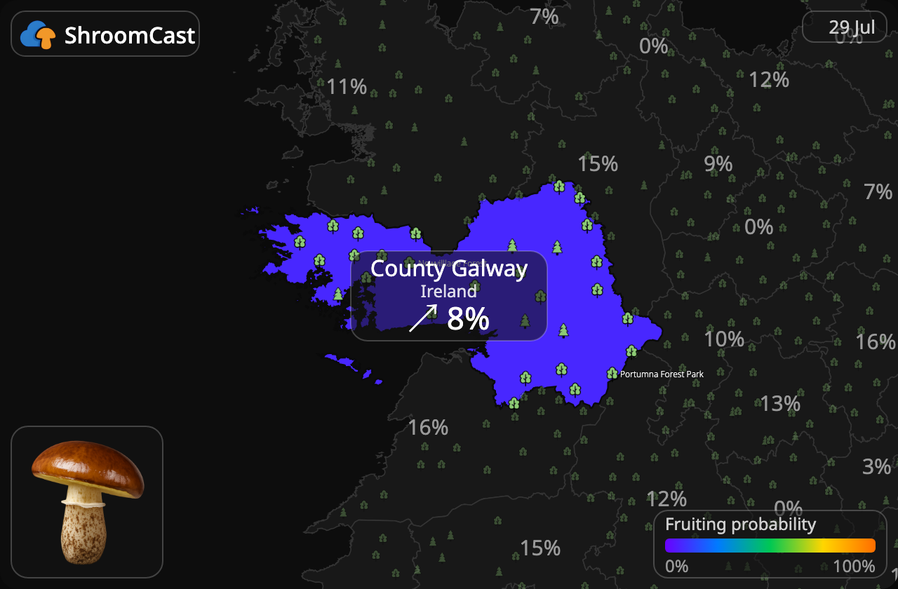 Slippery jack County Galway