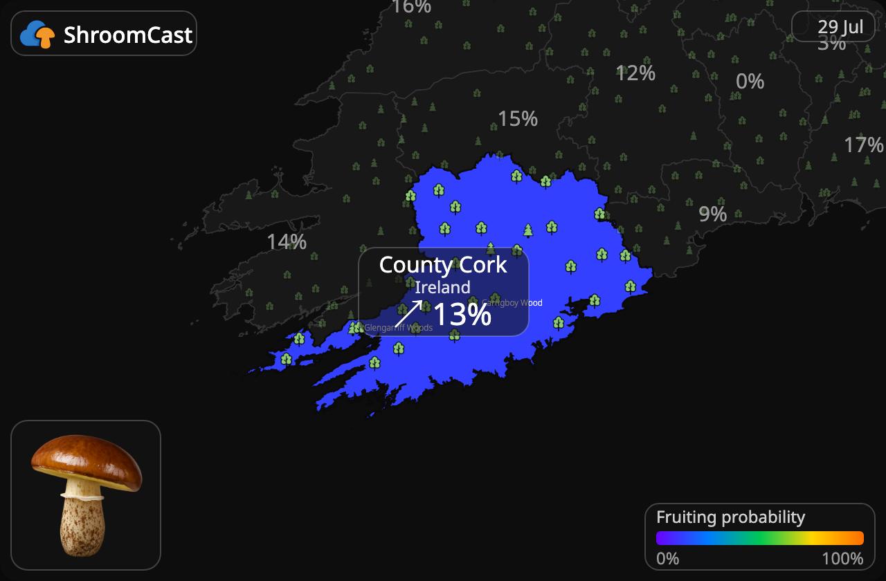 Slippery jack County Cork