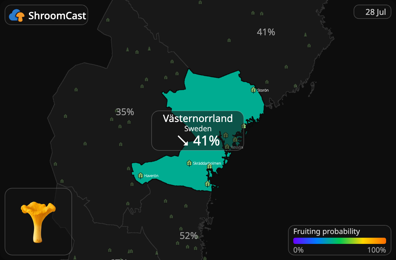 Kantarelli Västernorrland