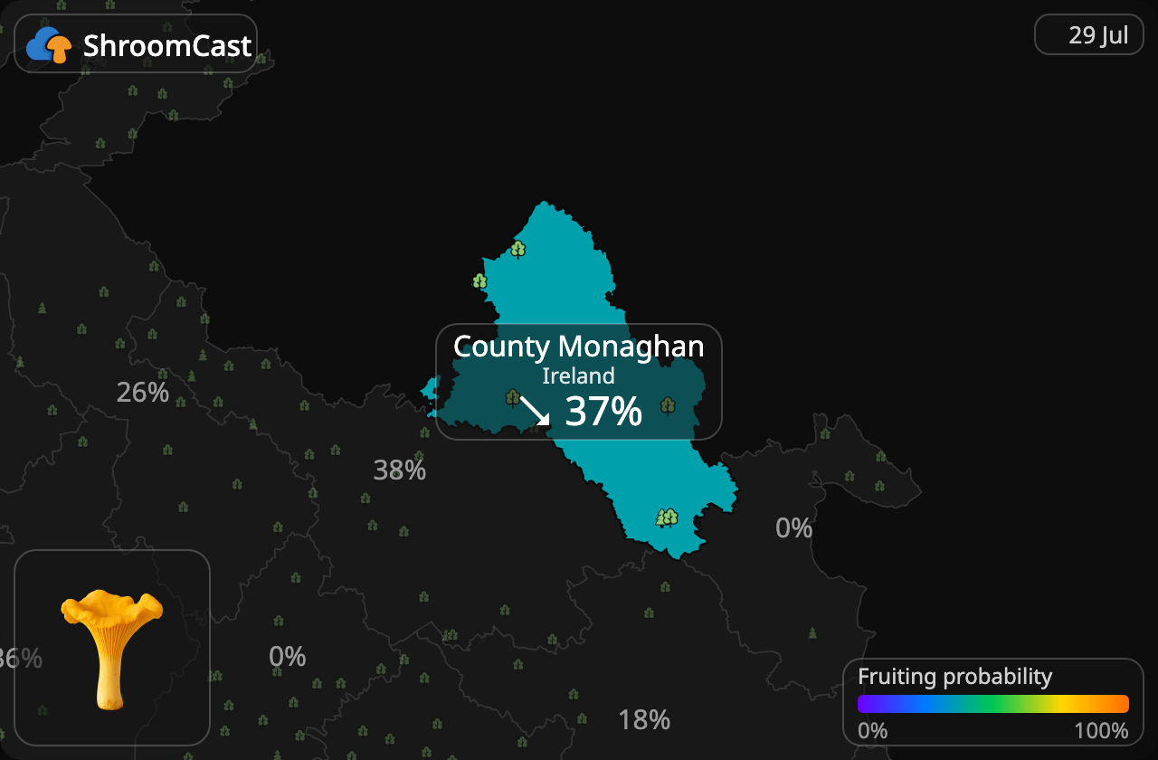 Almindelig kantarel County Monaghan