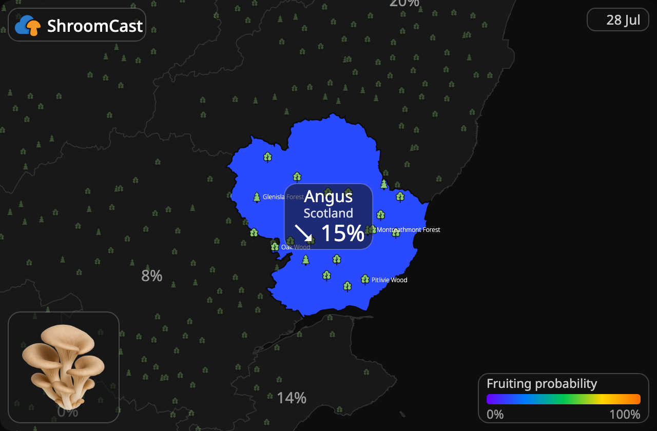 Austernpilz Angus