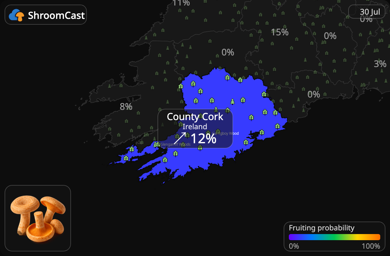 Saffron milkcap County Cork