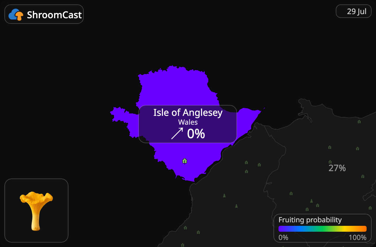 Kantarelli Isle of Anglesey