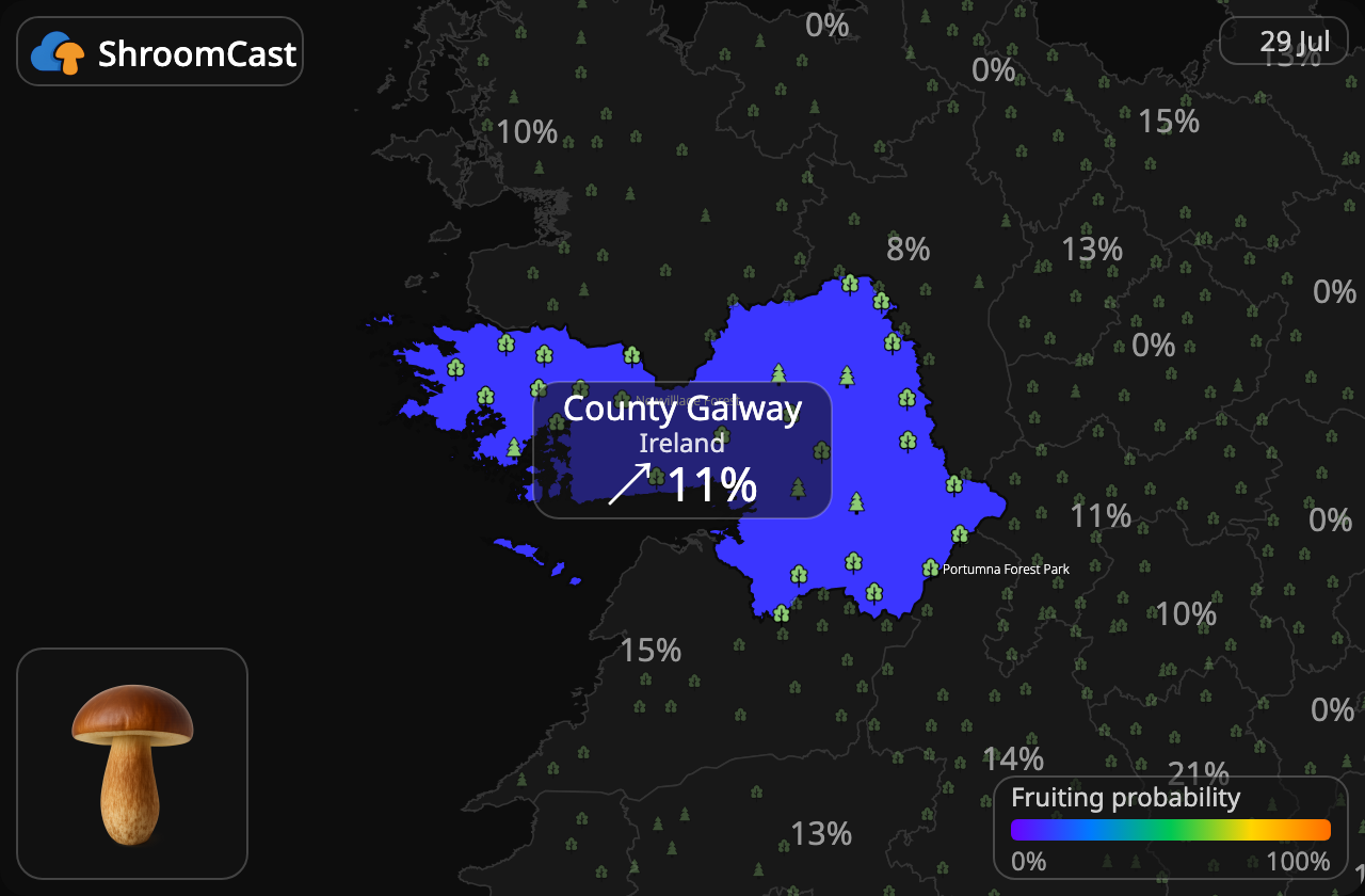 Maronenröhrling County Galway