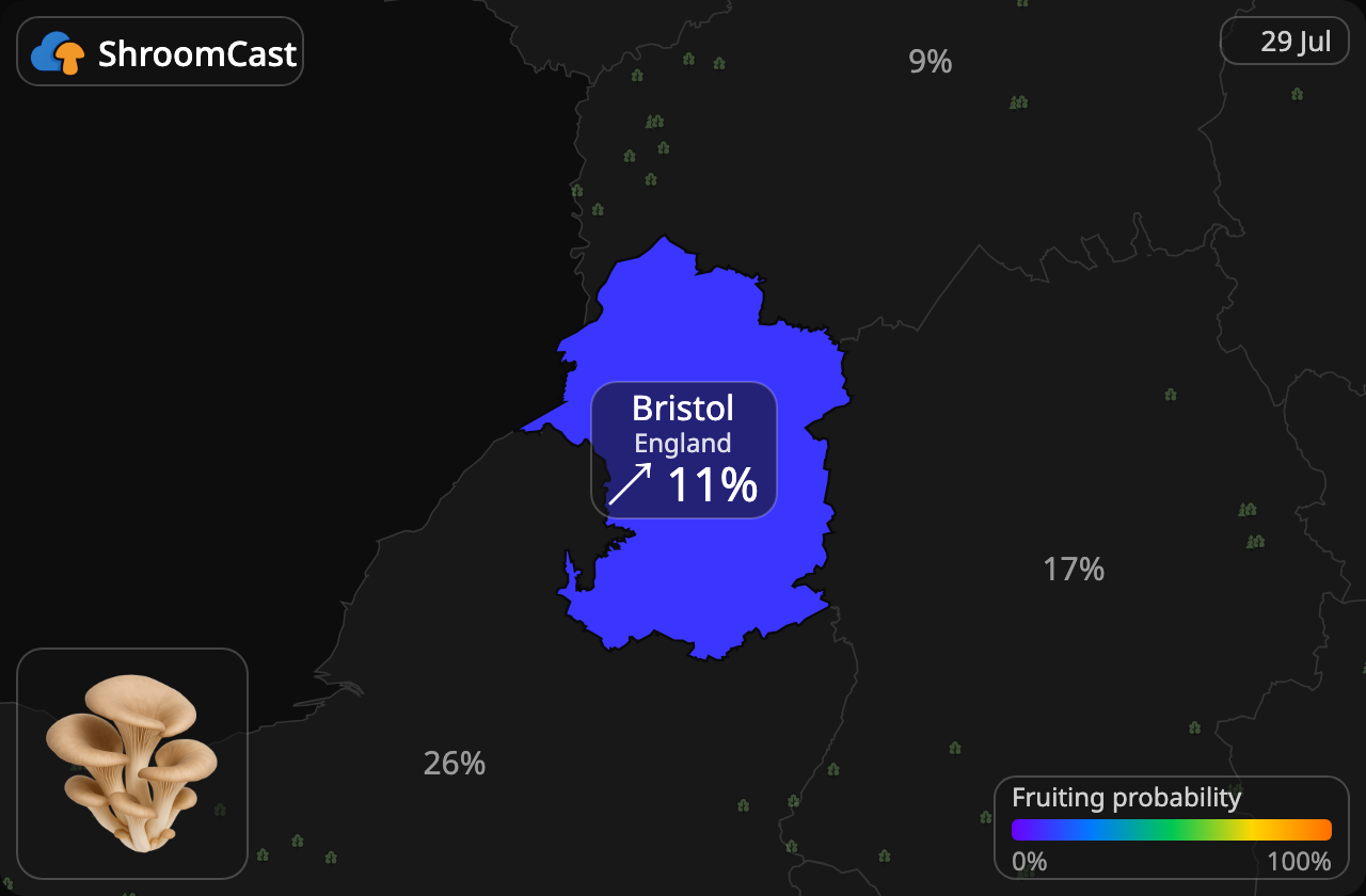 Almindelig østershat Bristol