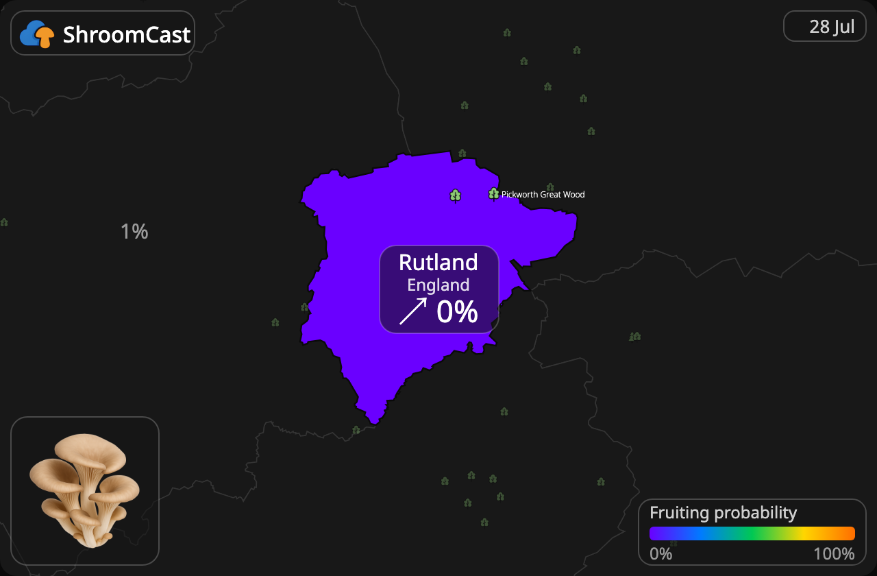Østerssopp Rutland