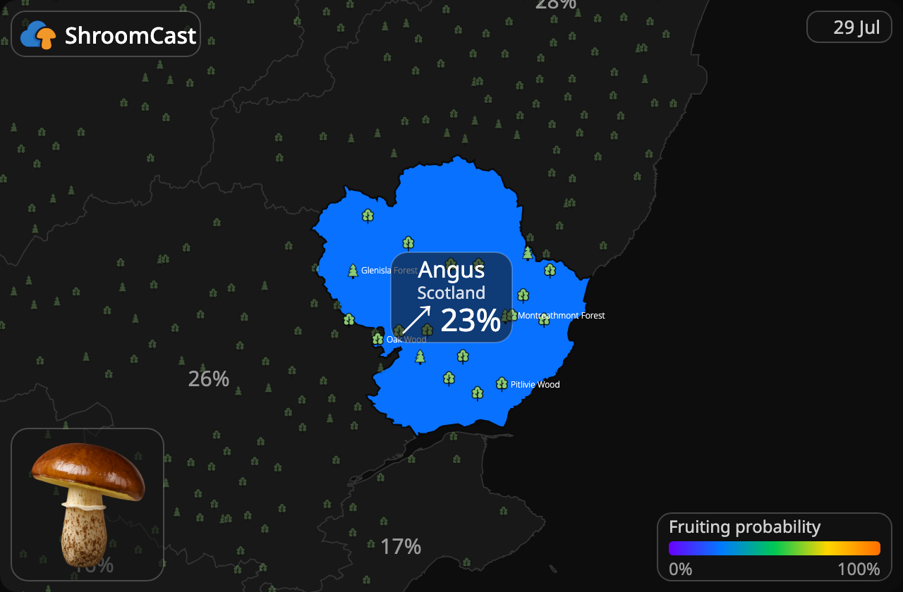 Butterpilz Angus