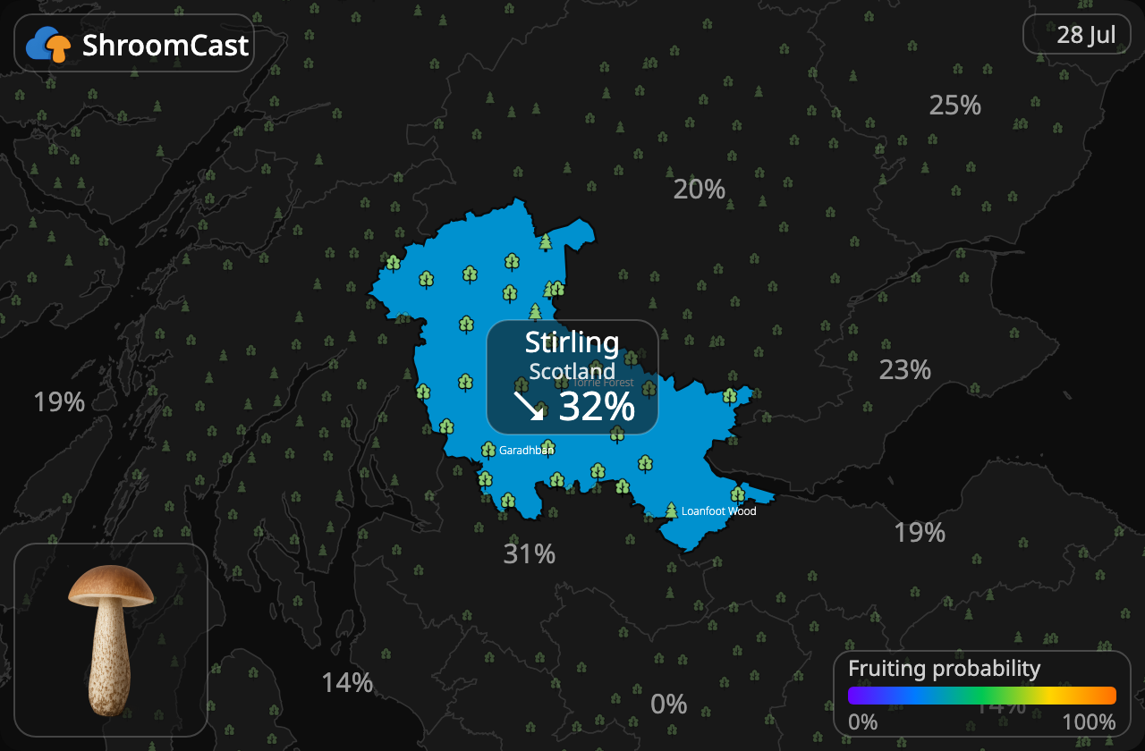 Brun skælrørhat Stirling