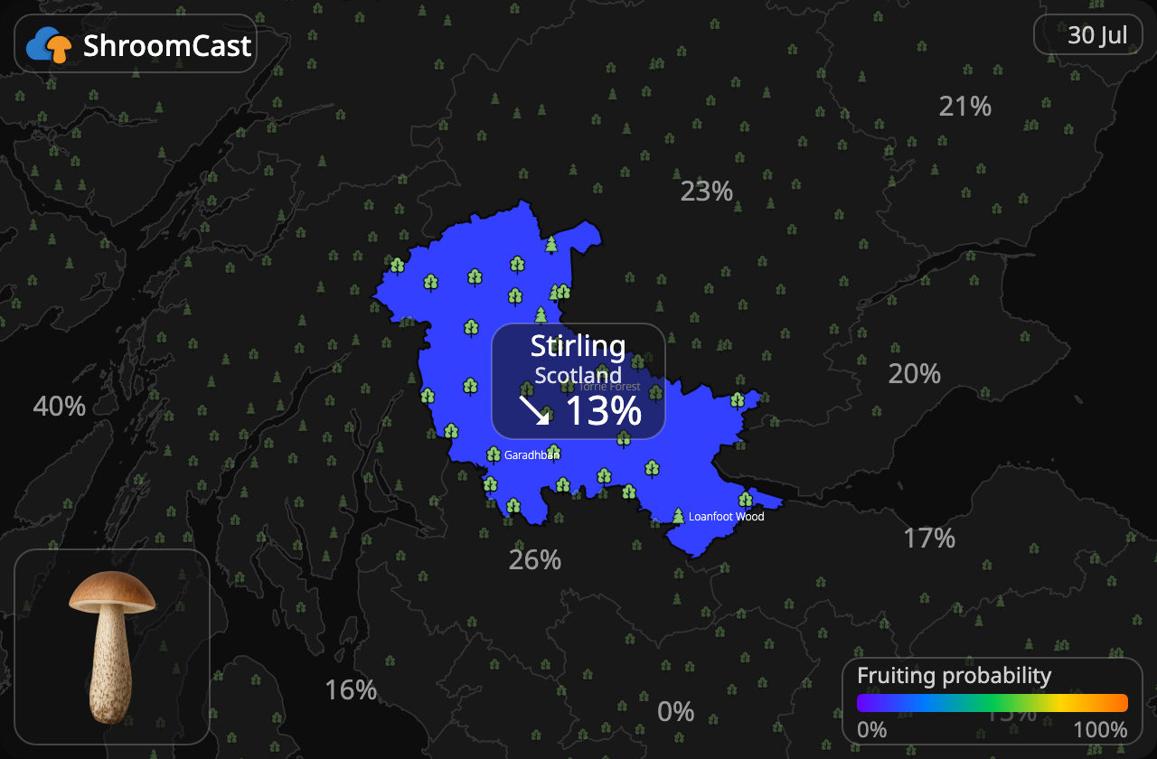 Gewone berkenboleet Stirling