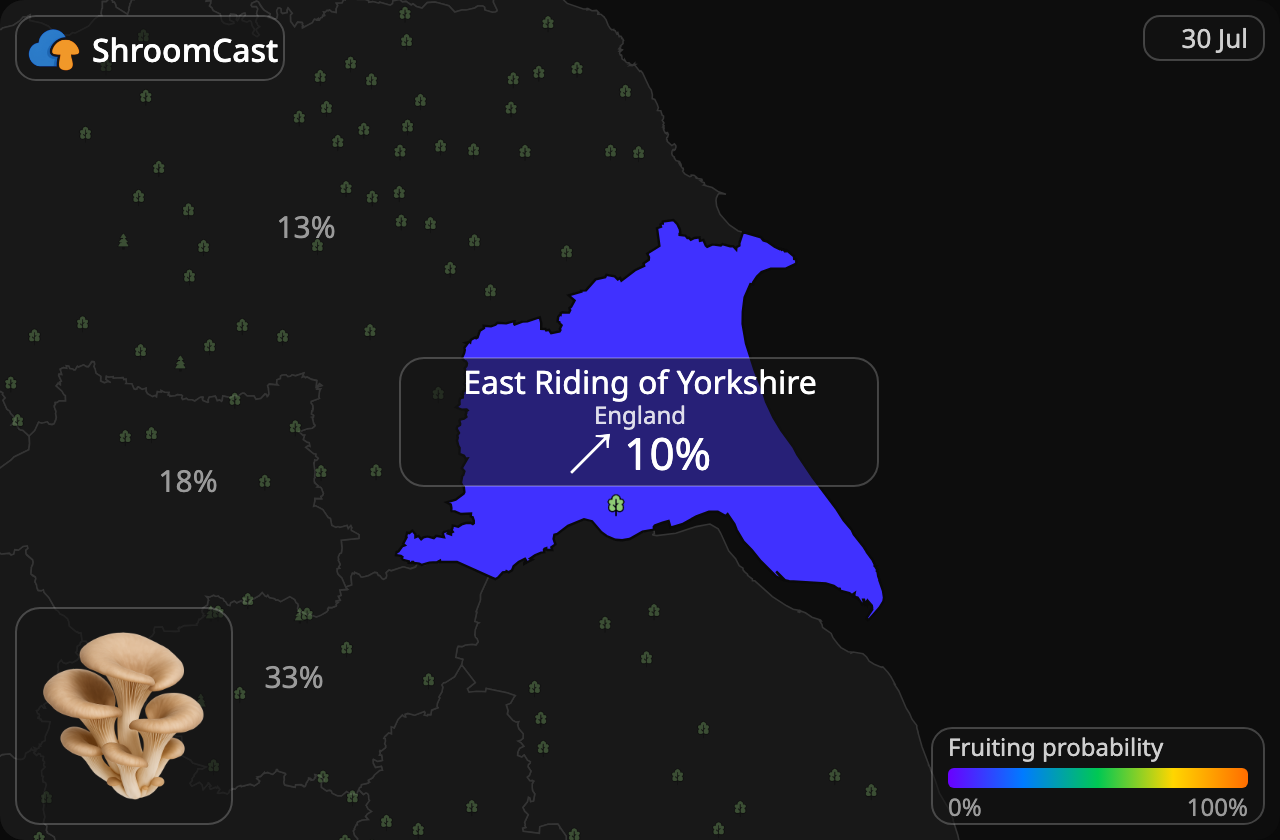 Østerssopp East Riding of Yorkshire