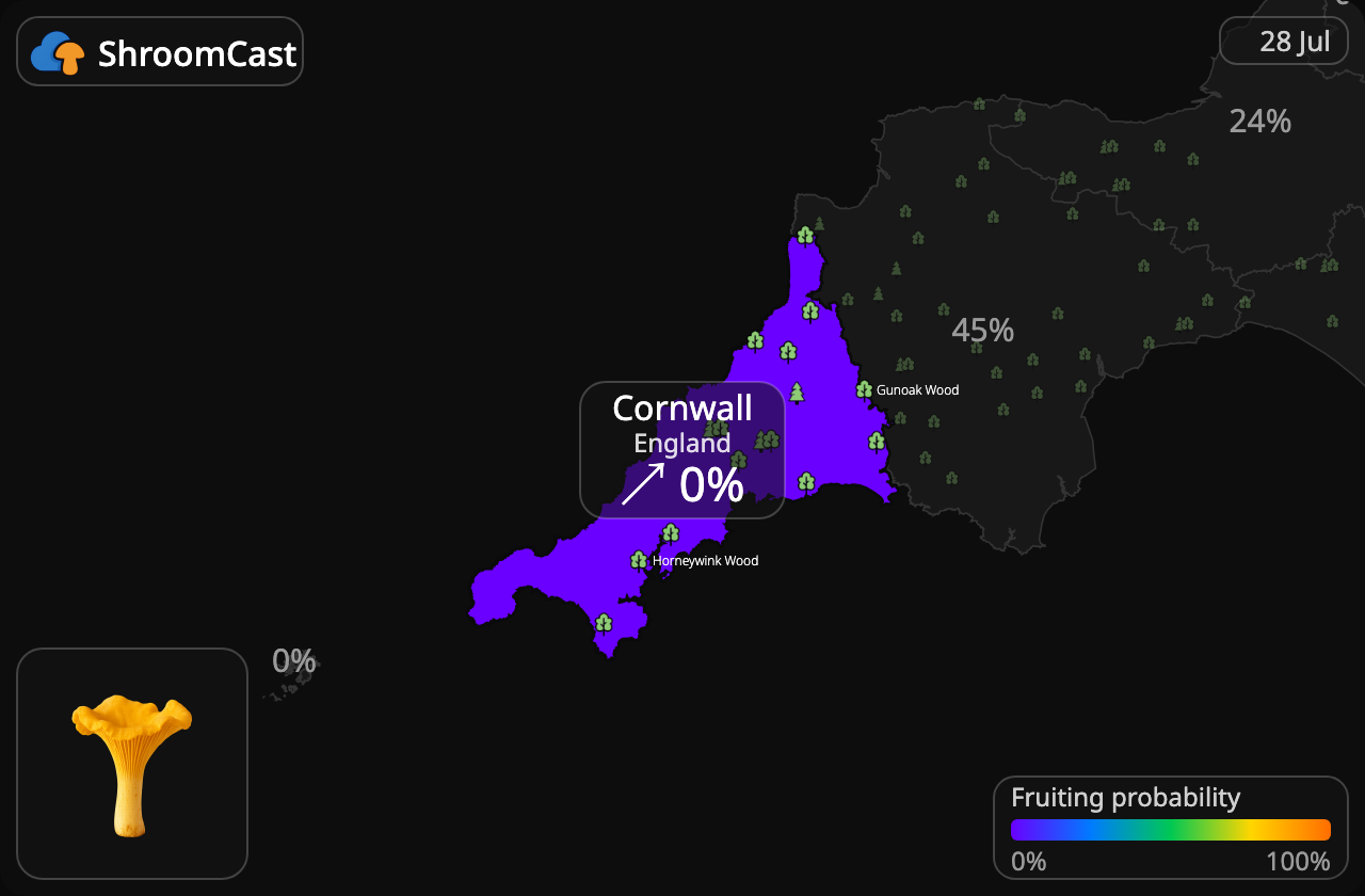 Kantarelli Cornwall