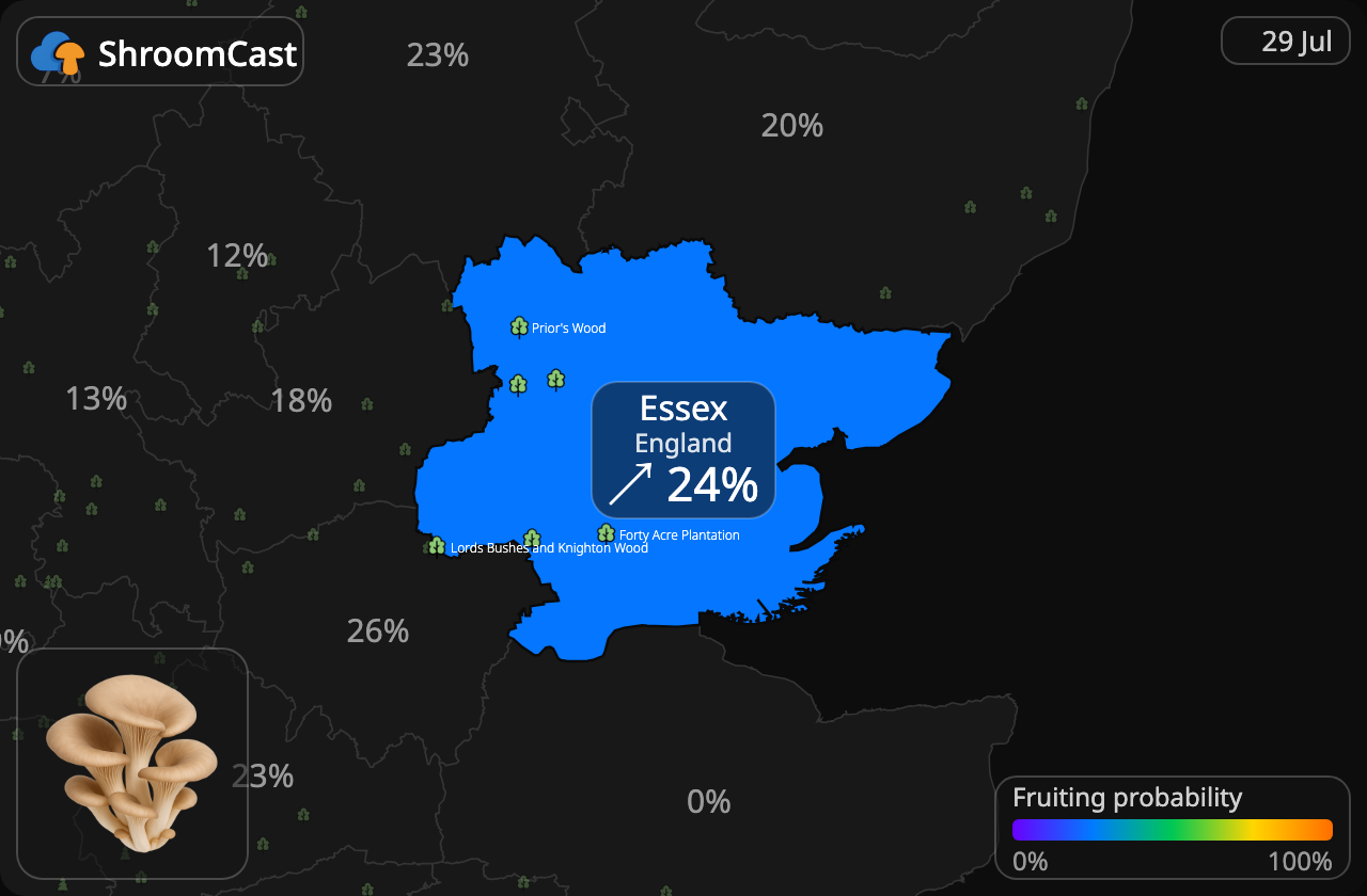 Austernpilz Essex