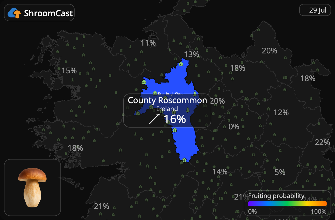 Herkkutatti County Roscommon