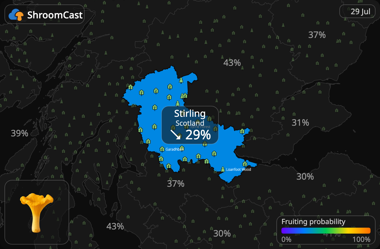 Chanterelle Stirling