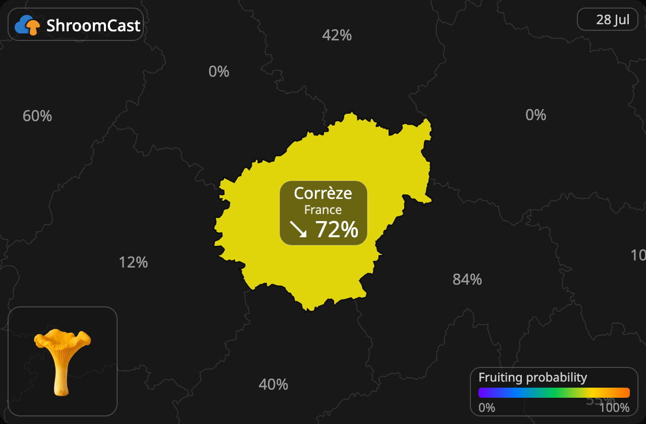 Pfifferling Corrèze