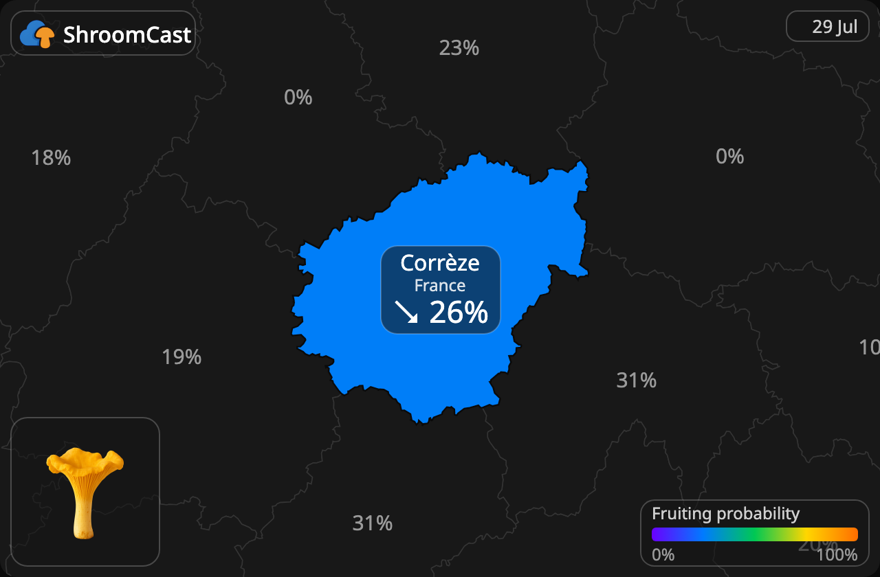 Almindelig kantarel Corrèze