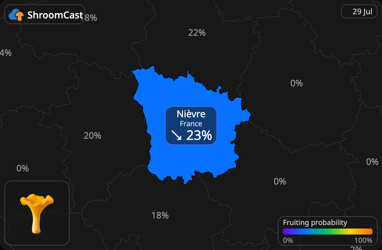 Almindelig kantarel Nièvre
