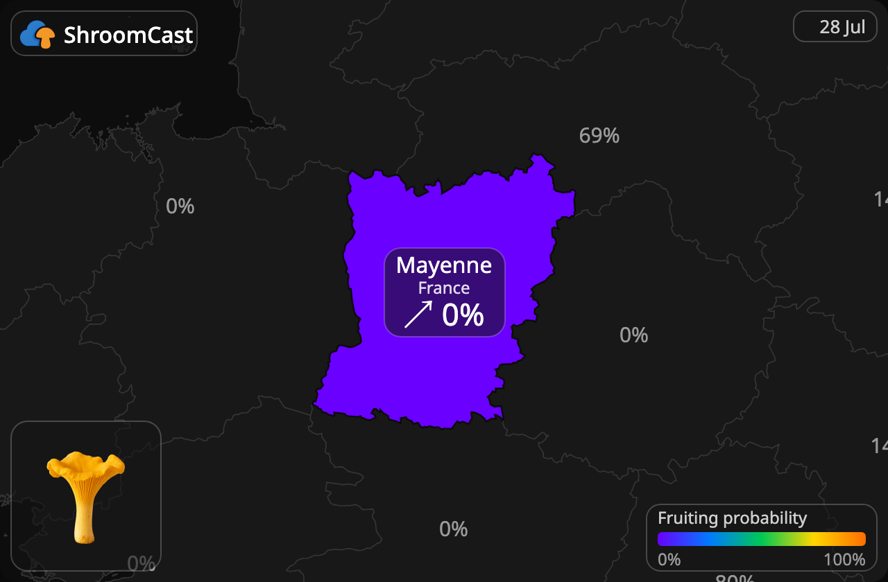 Almindelig kantarel Mayenne