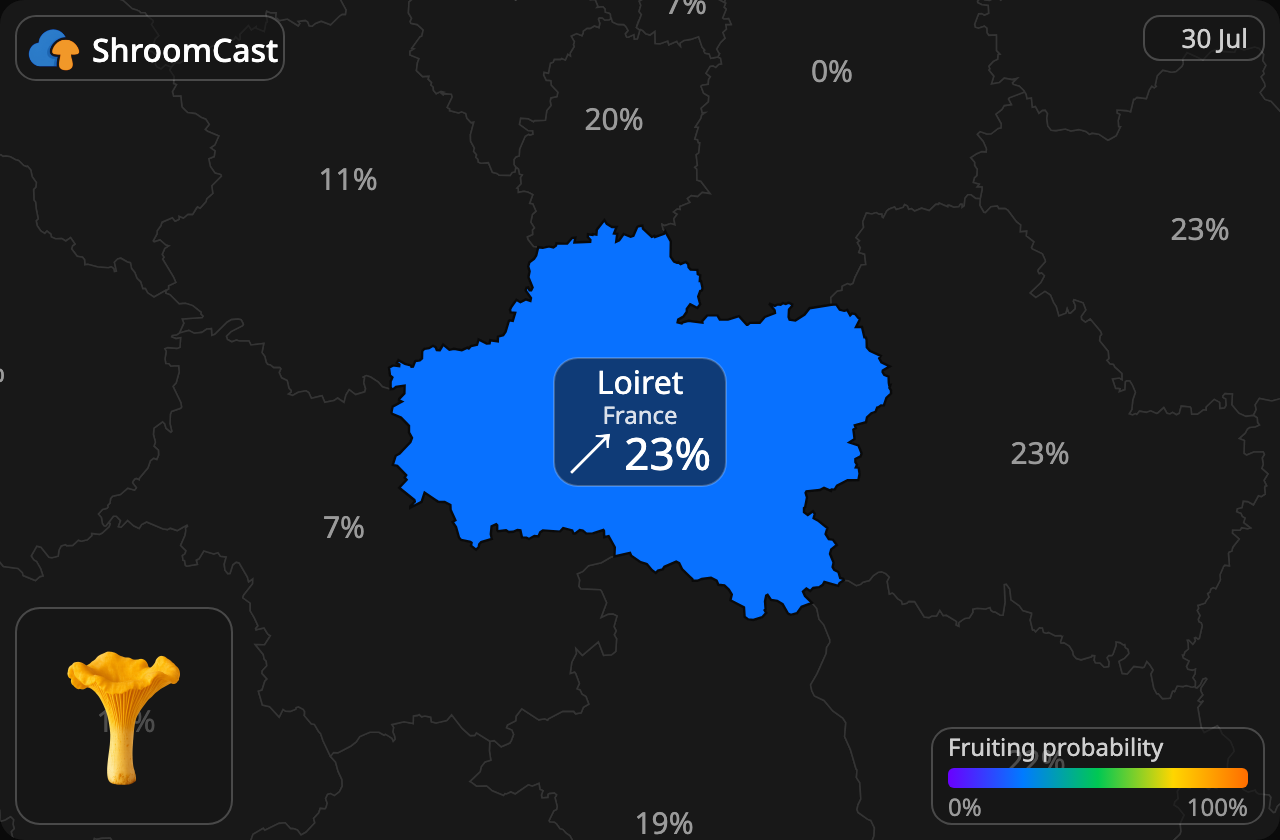 Pfifferling Loiret