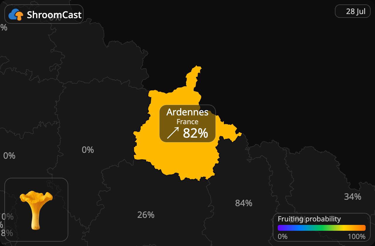 Kantarelli Ardennes