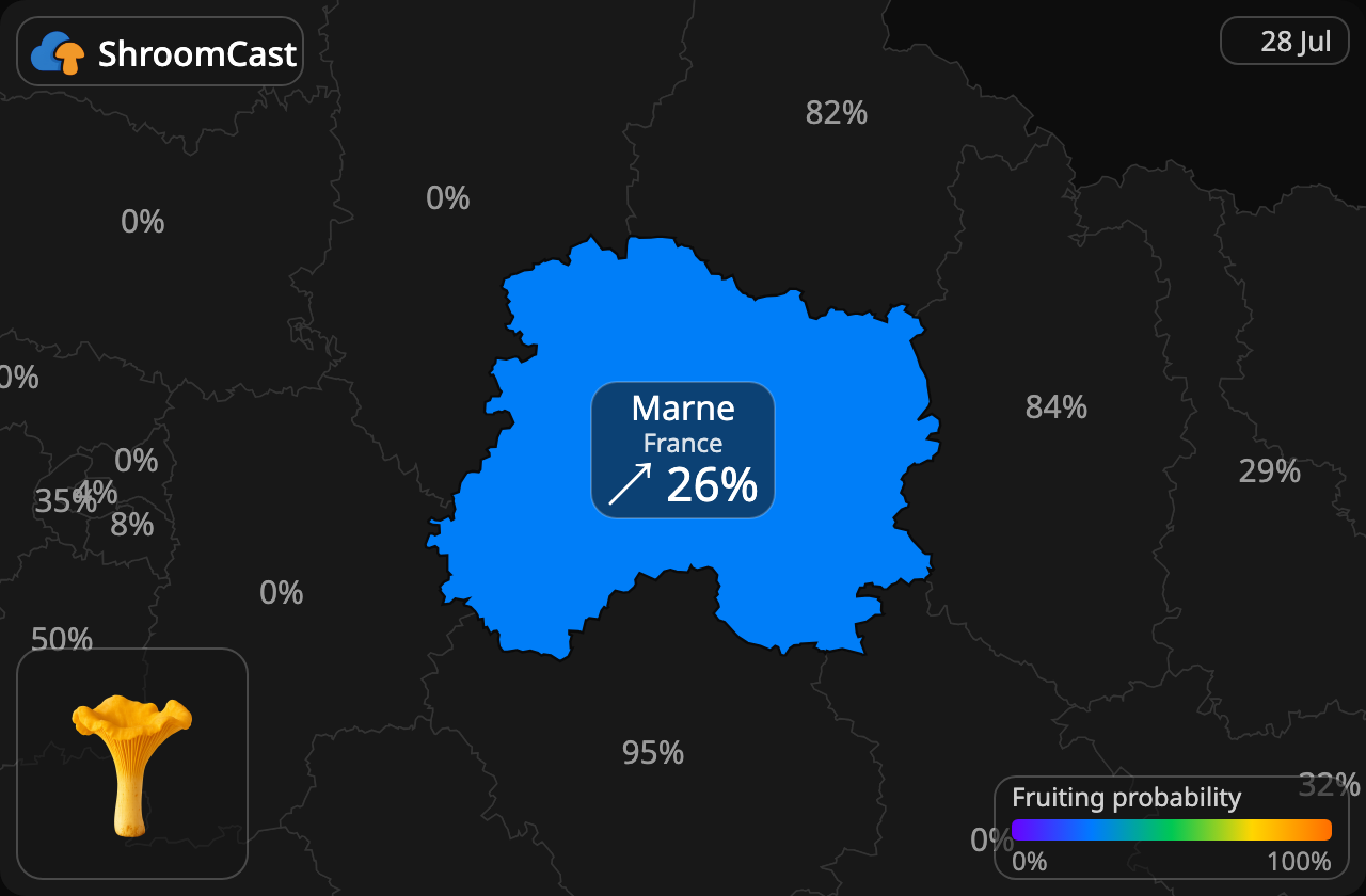 Girolle Marne