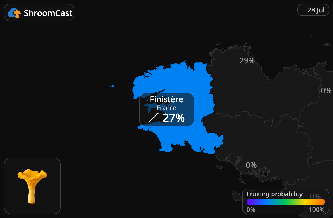 Chanterelle Finistère