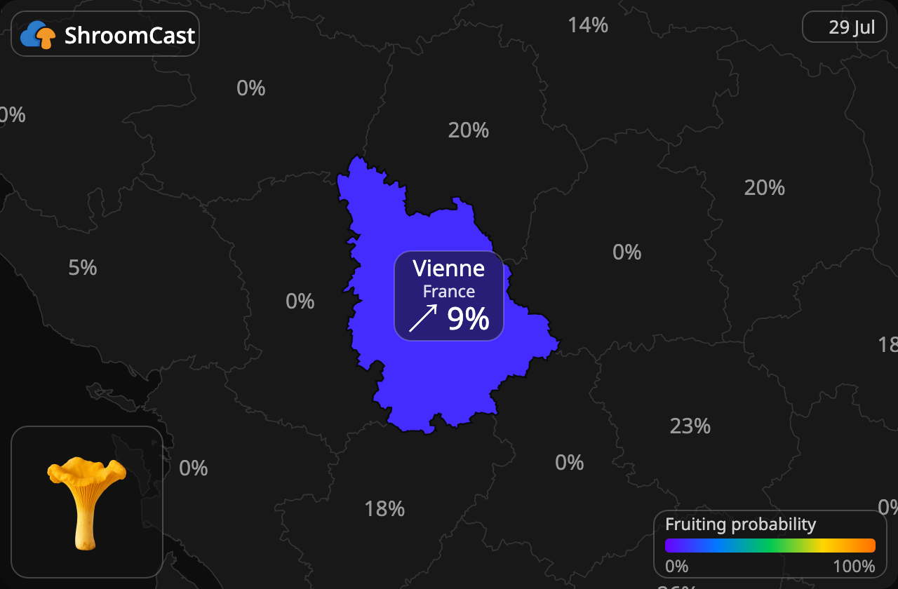 Kantarell Vienne