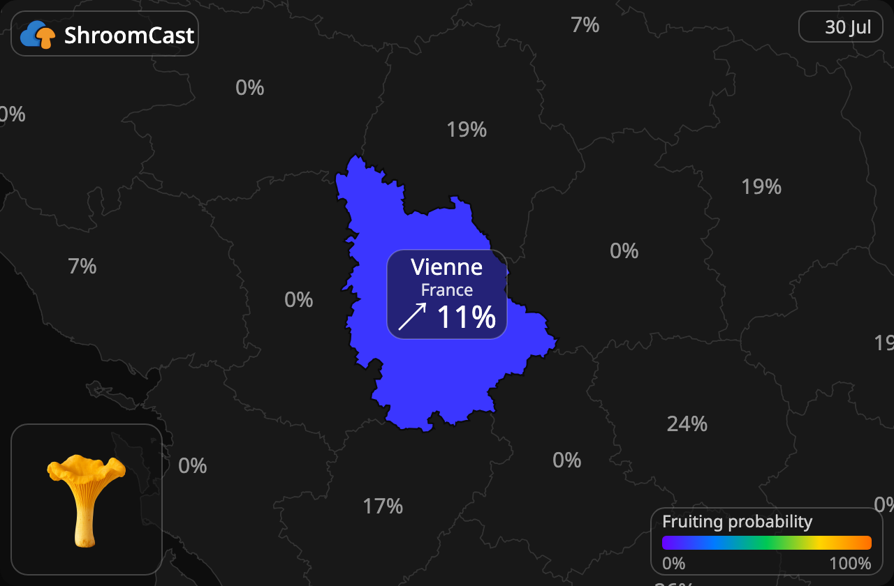 Cantharel Vienne