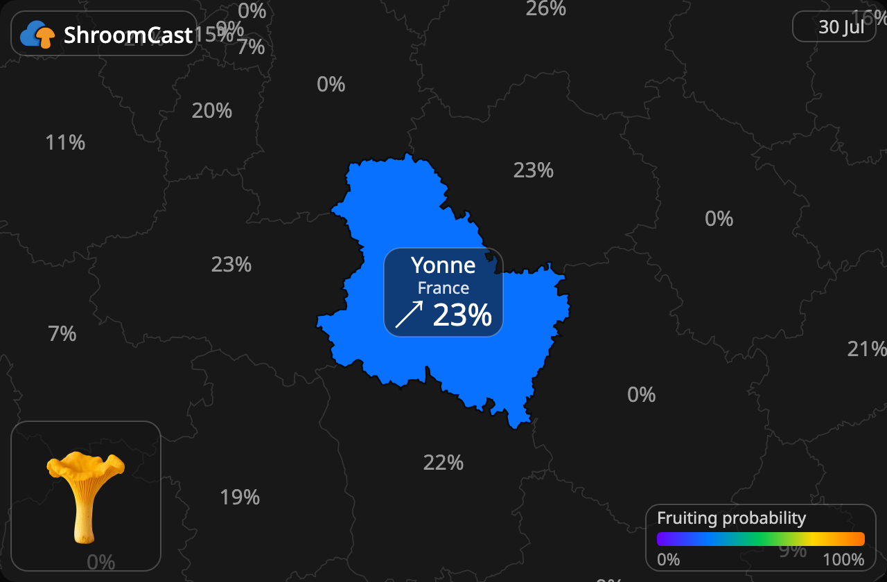 Kantarelli Yonne