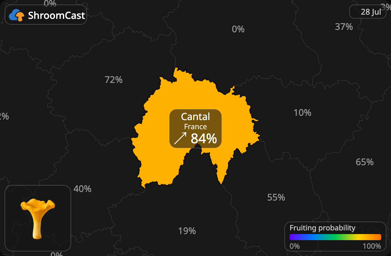 Chanterelle Cantal