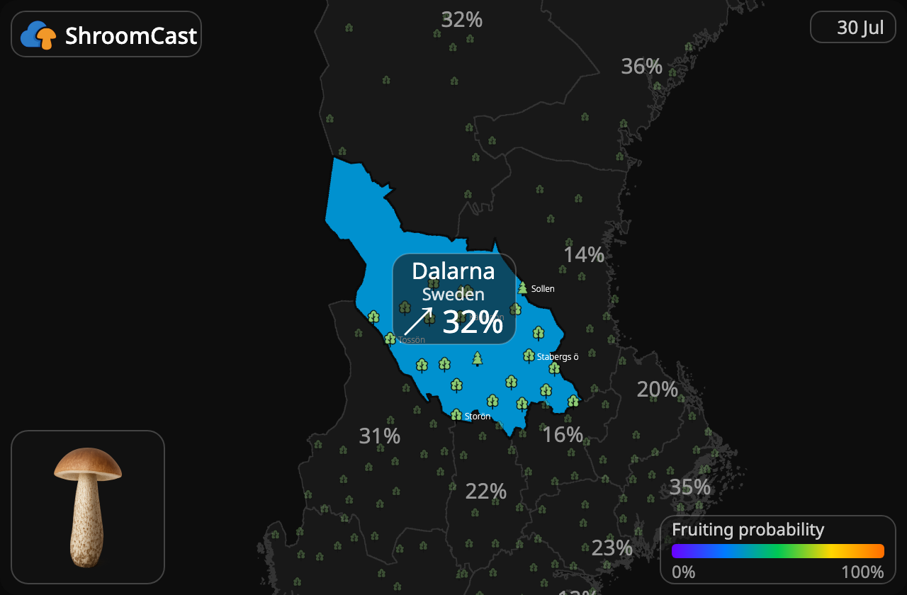Birkenpilz Dalarna