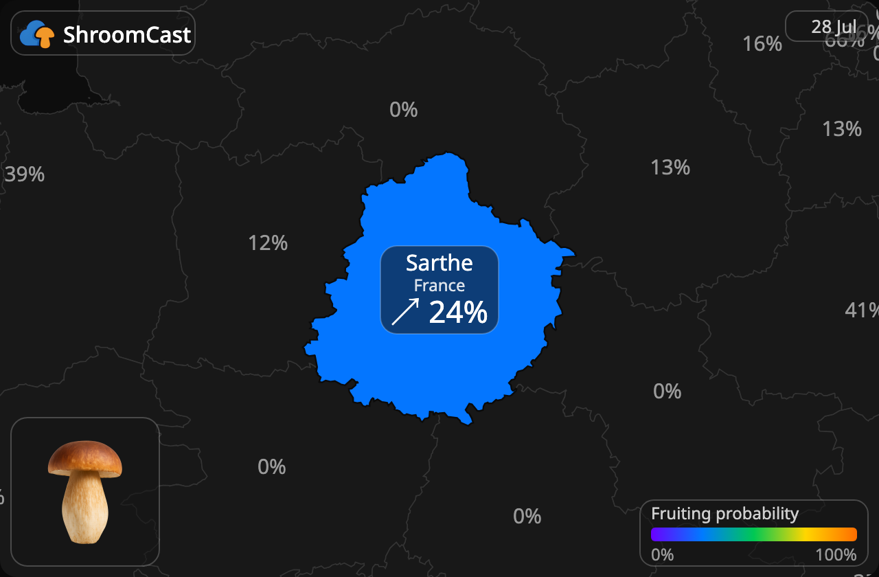 Steinsopp Sarthe