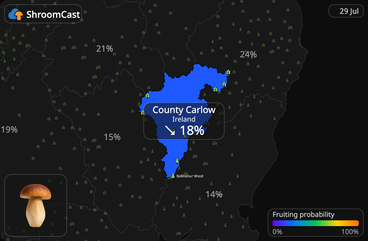 Spiselig rørhat (Karl Johan) County Carlow