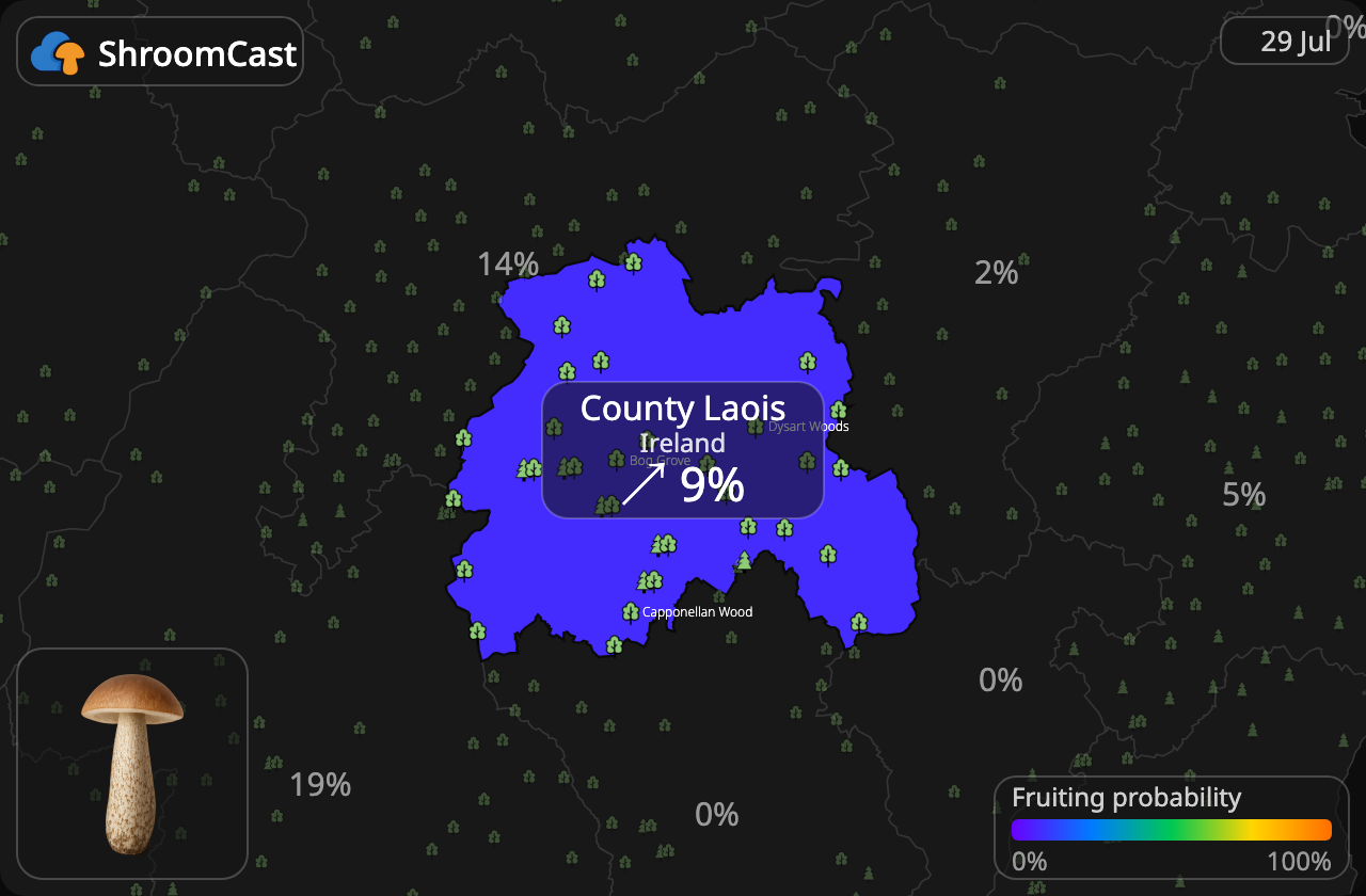 Підберезник звичайний County Laois
