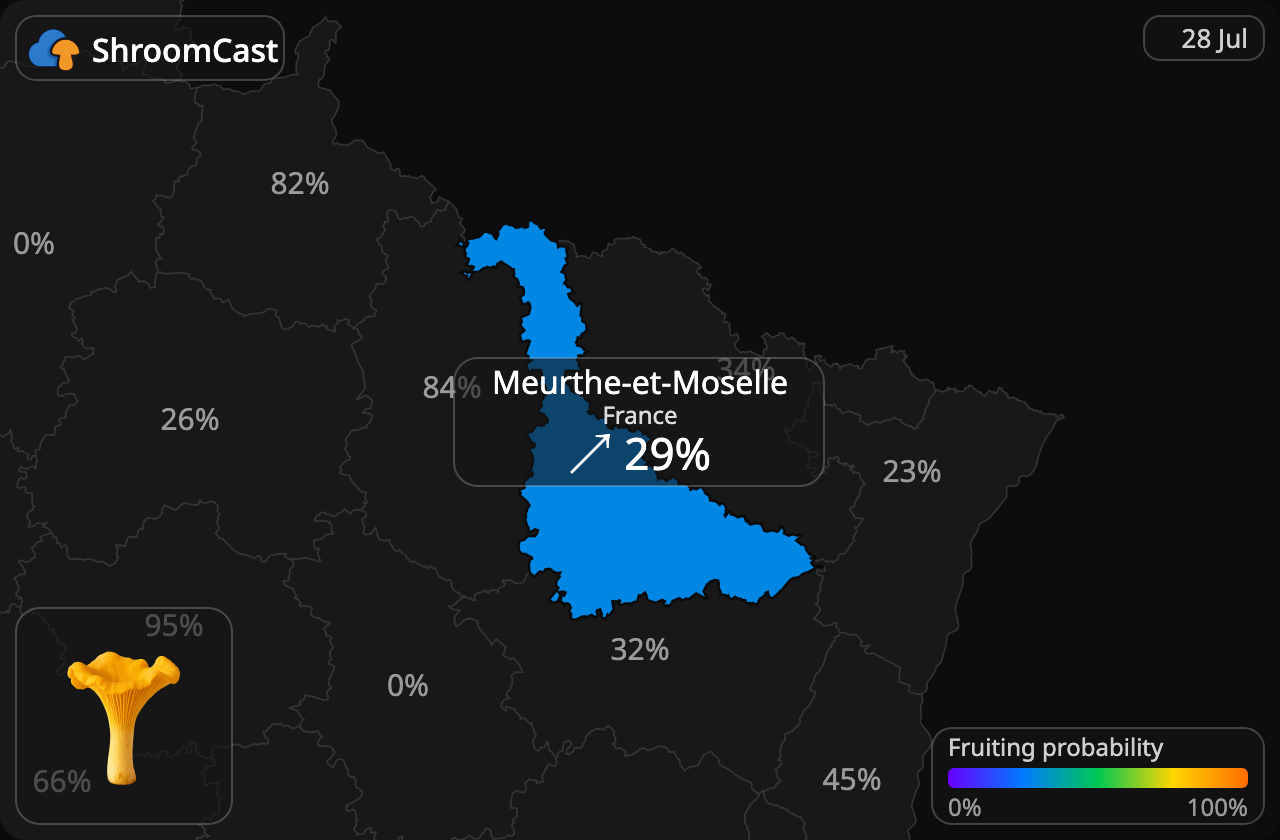 Chanterelle Meurthe-et-Moselle