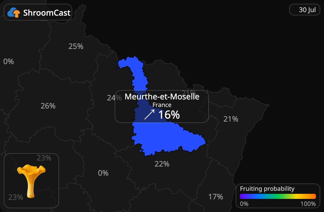 Pfifferling Meurthe-et-Moselle