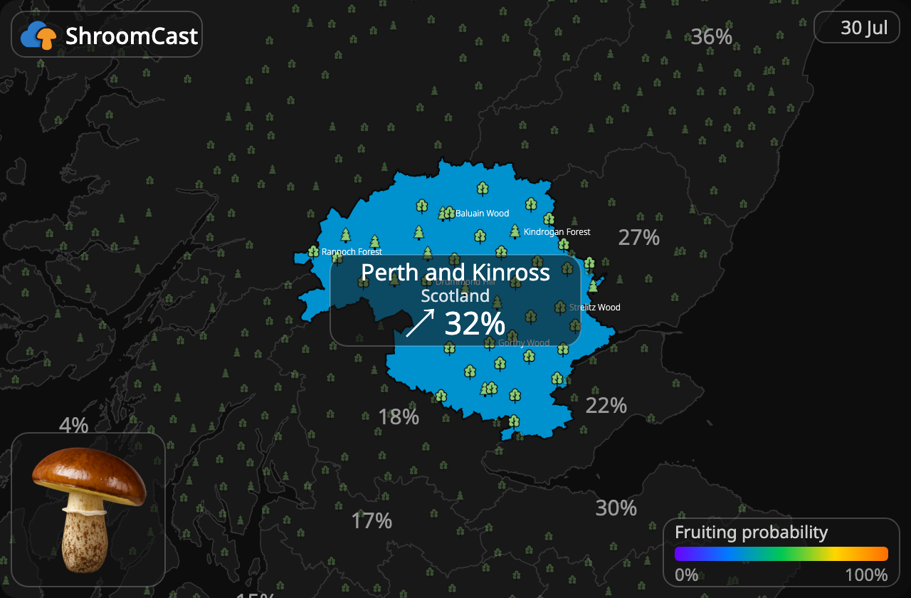 Bruine ringboleet Perth and Kinross